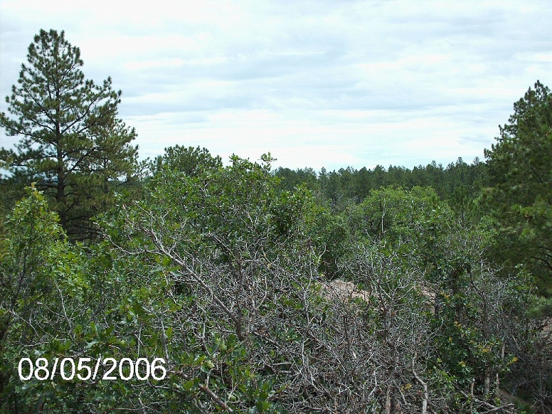Hidden Forest 006.jpg